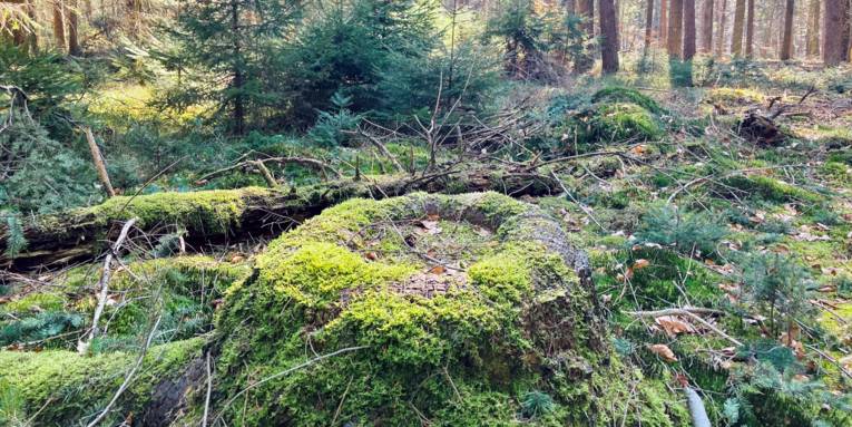 Ein alter Baumstumpf ist von Moos &uuml;berwachsen. Wo einmal dieser Baum stand, hat sich nun eine kleine Lichtung gebildet.