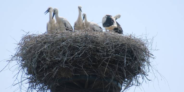 Fünf Weißstörche in einem Nest