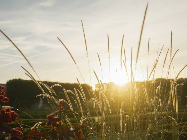 Abendstimmung im Großen Garten