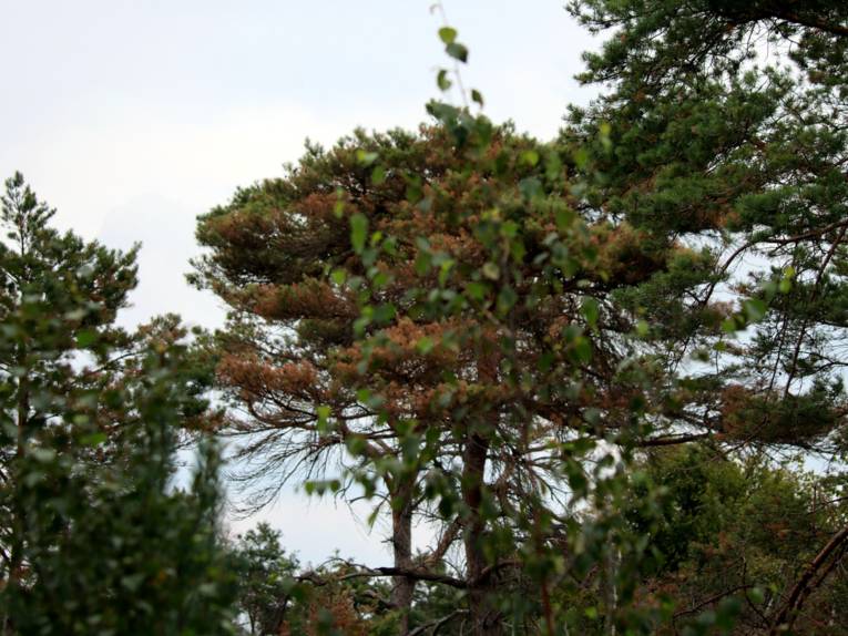 Viele Nadeln einer Kiefer sind braun statt gr&uuml;n.