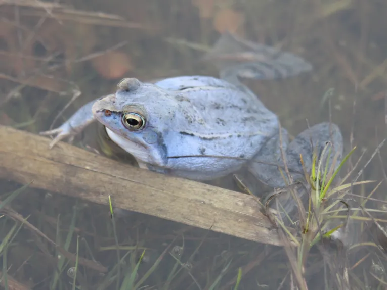 Moorfrosch in blauer F&auml;rbung zur Laichzeit