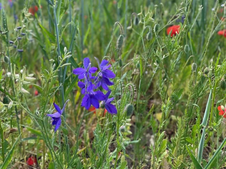 Pflanzen auf einer Wiese.