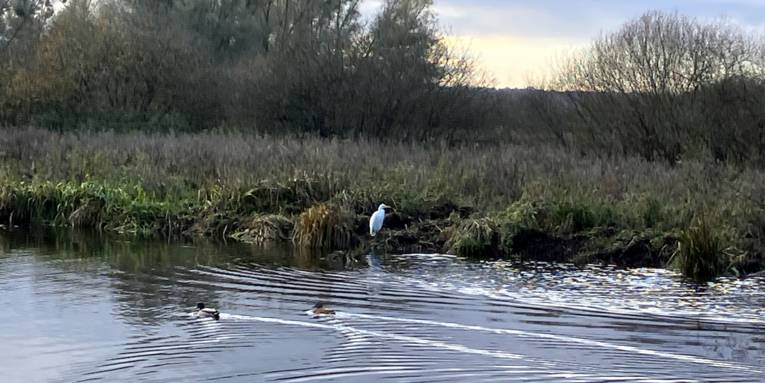 Ein Silberreiher steht am Ufer des Steinhuder Meeres, davor schwimmen zwei Enten auf dem See.