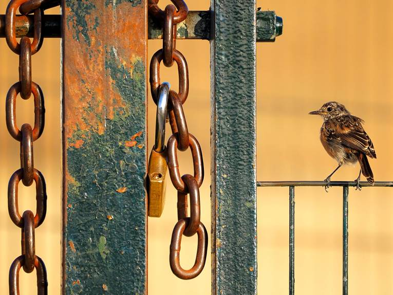 Ein kleiner Vogel sitzt auf einem Geländer neben Ketten und einem Schloss