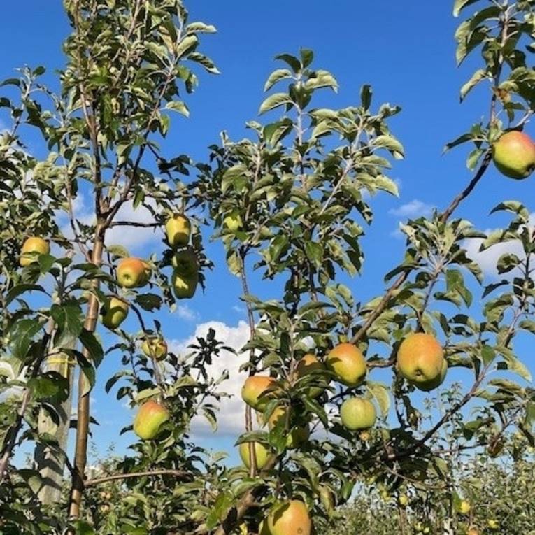 Kiebitz Obstplantage