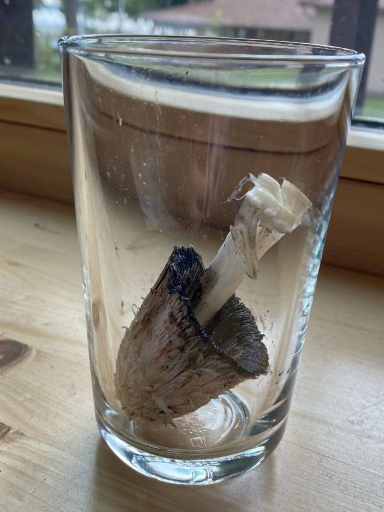 Ein Pilz ist mit dem Hut nach unten in einem Trinkglas.