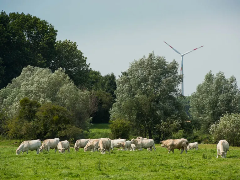 Rinder auf einer Weide. Im Hintergrund ein Windrad.