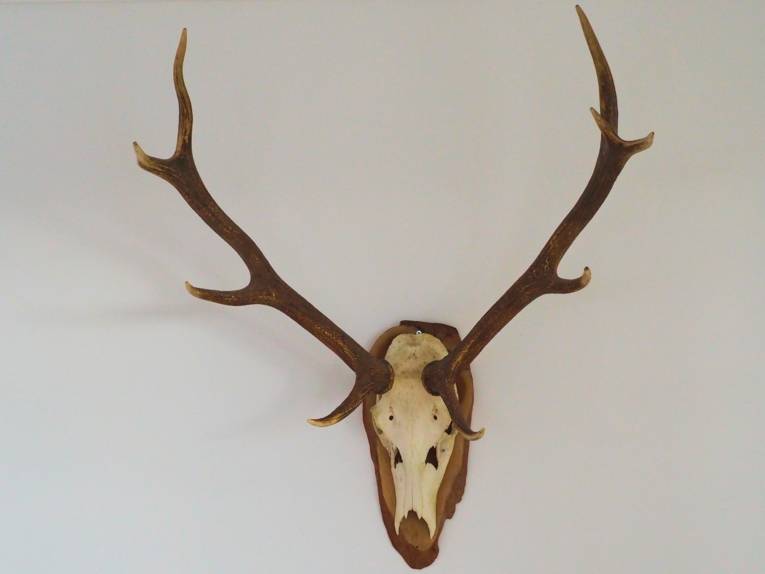 Geweih-Trophäe an einer weißen Wand.