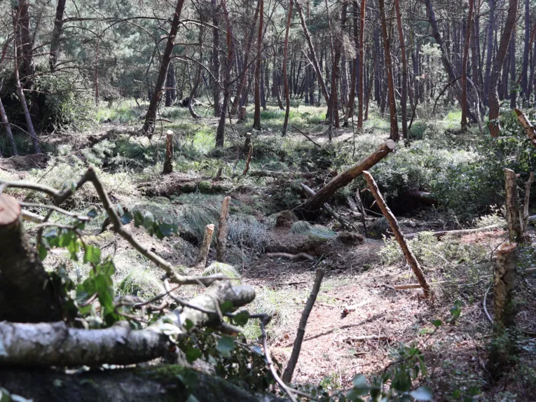 Birken und andere B&auml;ume im Moor