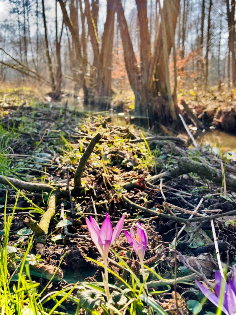 Erste Fr&uuml;hlingsboten bl&uuml;hen auf dem Waldboden, der nach dem Winter langsam wieder gr&uuml;nt. Im Hintergrund ist ein kleines Flie&szlig;gew&auml;sser.