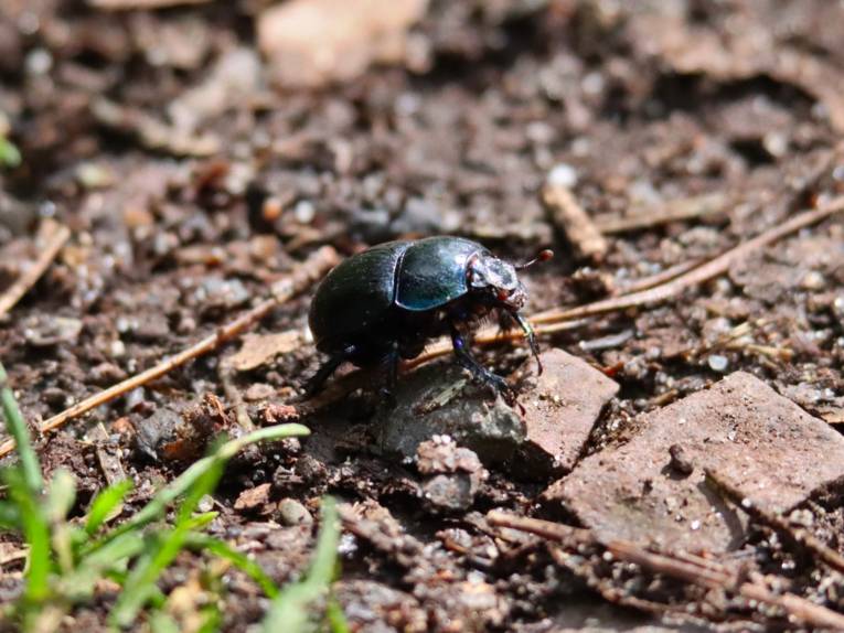 Ein Mistkäfer auf sandigem Boden
