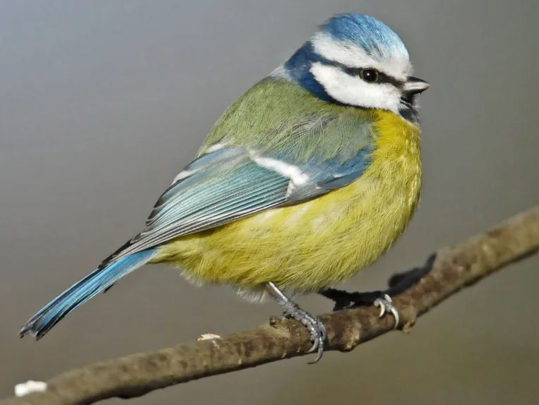 Blaumeise