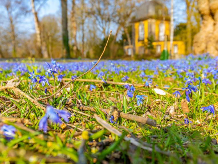 Scillablüten auf dem Lindener Berg
