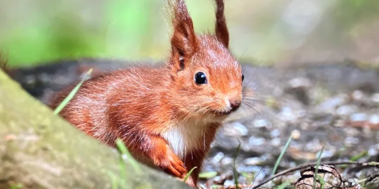 Eichhörnchen auf Waldboden