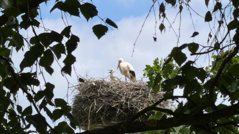 Zwei Störche auf ihrem Nest