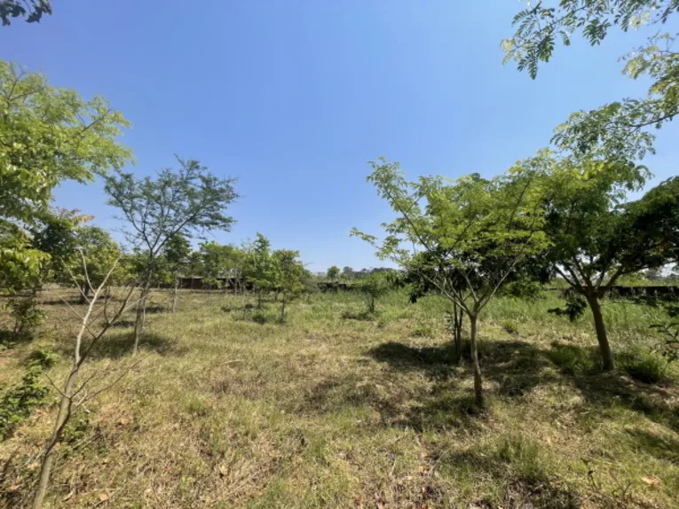 Das Sanjika Woodlot ist eines der Aufforstungsprojekte in der Stadt Blantyre.