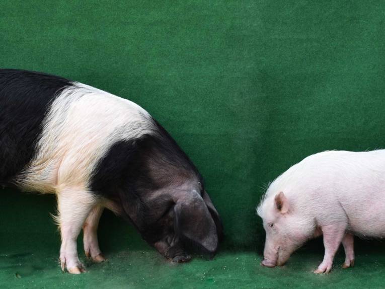 Schweine