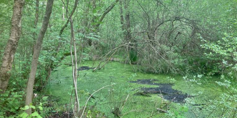 Nasses, sumpfiges Gebiet mit wilder Vegetation.