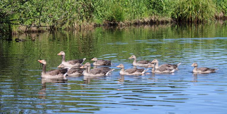 Graug&auml;nse schwimmen &uuml;ber eine Wasserfl&auml;che.