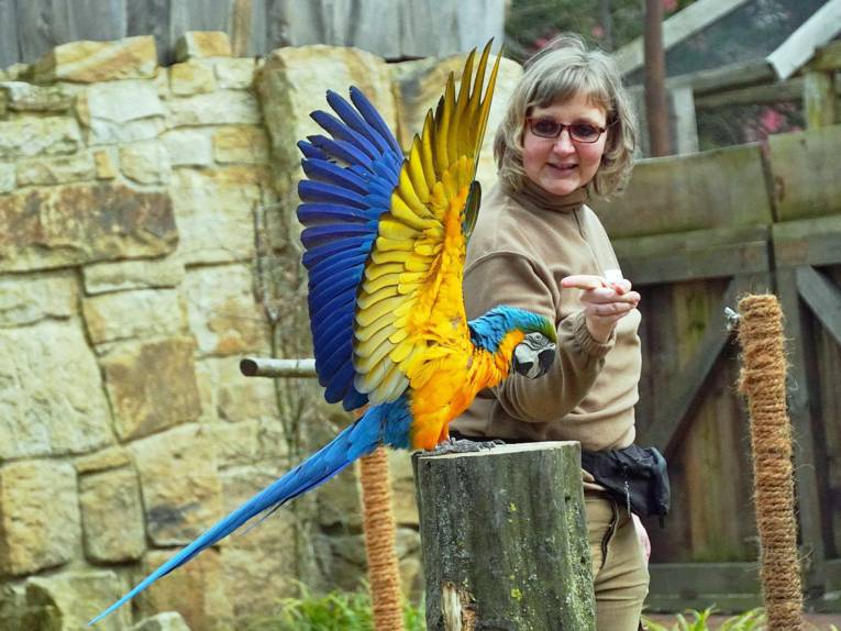 Ein blau-gelb-gefiederter Papagei sitzt auf einem Stamm, im Hintergrund eine Tierpflegerin.