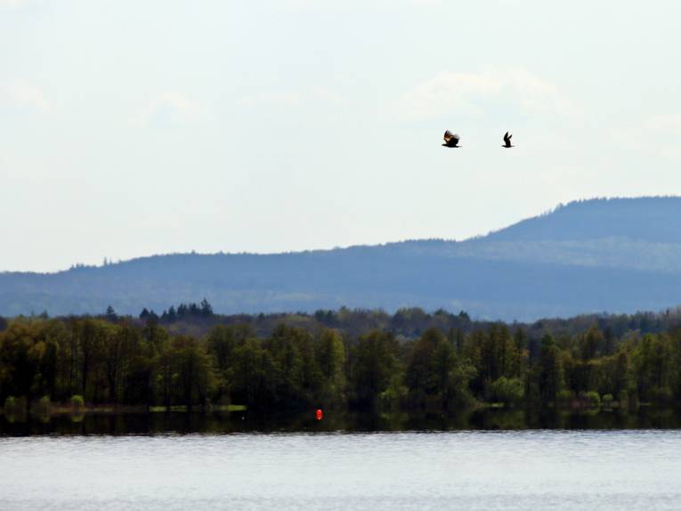 Am Himmel &uuml;ber dem Steinhuder Meer fliegt eine M&ouml;we hinter einem Seeadler.