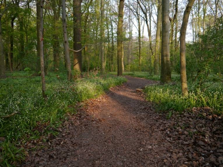 Ein Trampelpfad durch den Wald.