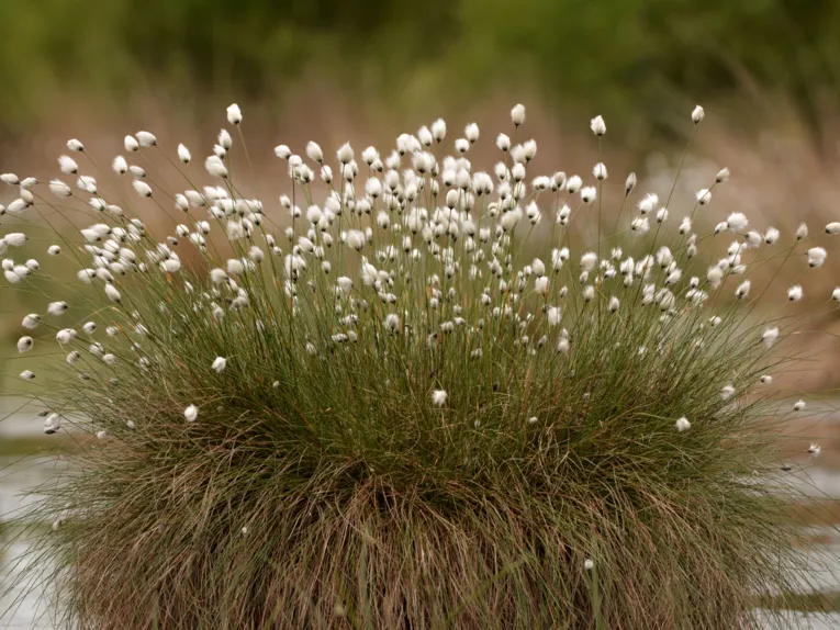 Gras