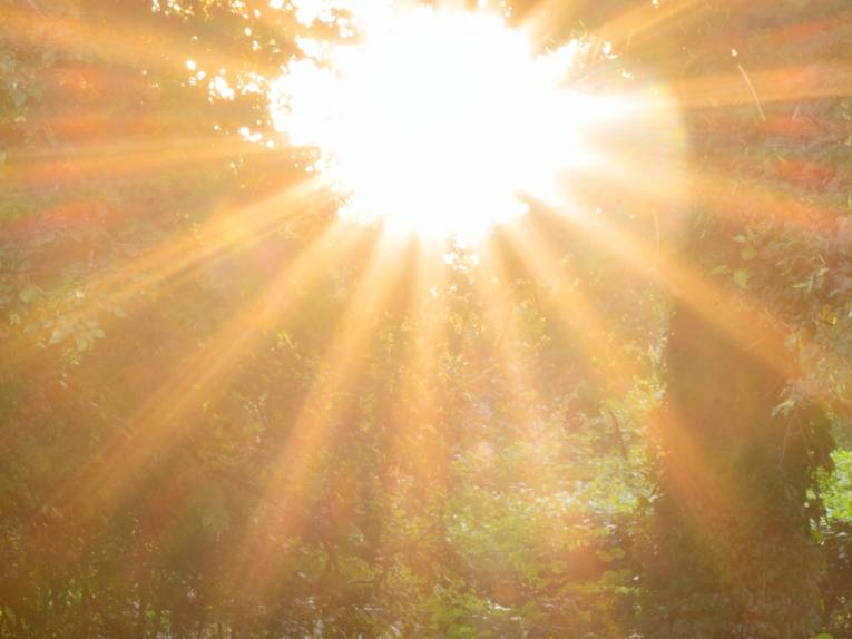 Sonne scheint durch ein Loch im Blätterdach.