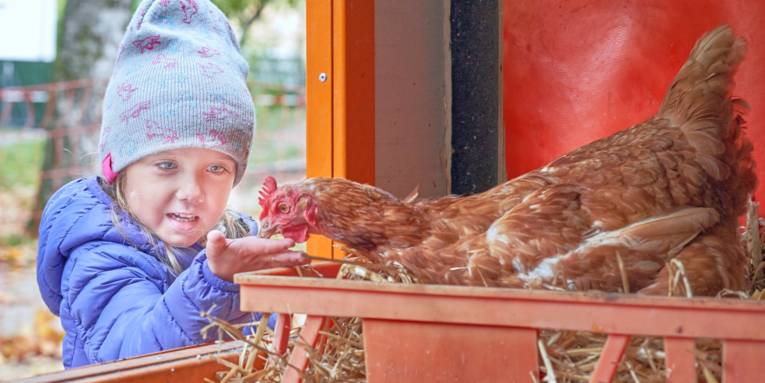 Ein Kind hält einem im Hühnermobil sitzenden Huhn die Hand hin