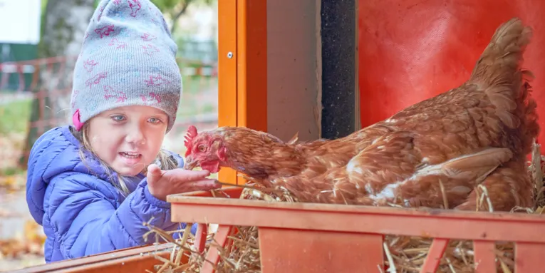 Ein Kind hält einem im Hühnermobil sitzenden Huhn die Hand hin