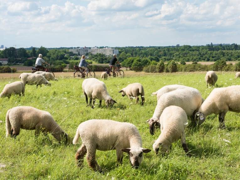 Schafe auf einer Weide. Im Hintergrund Menschen mit Rädern.