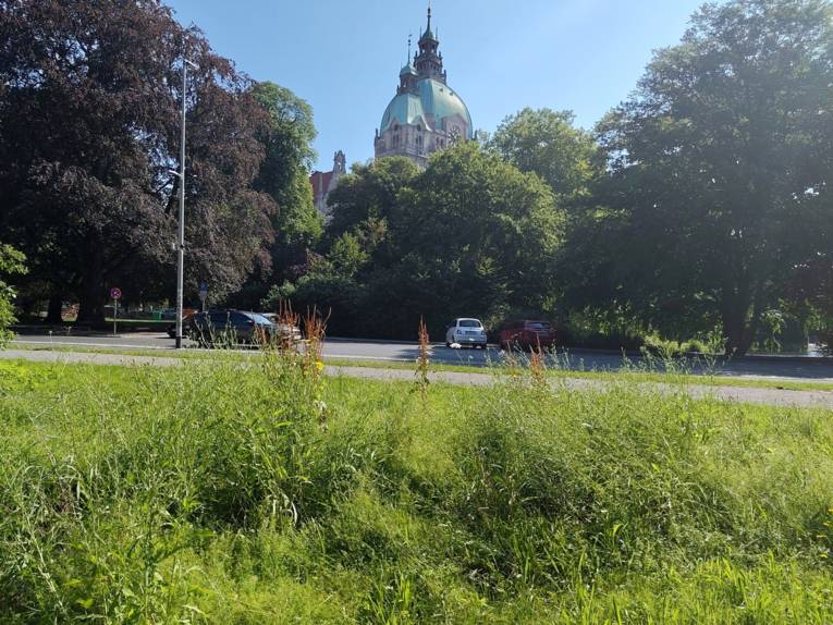 Blühfläche an der Culemannstraße: Auf 1.630 Quadratmetern entsteht ein wertvoller Lebensraum für Pflanzen und Insekten.