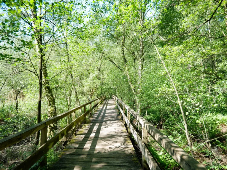 Ein Holzsteg führt durch ein Moor.