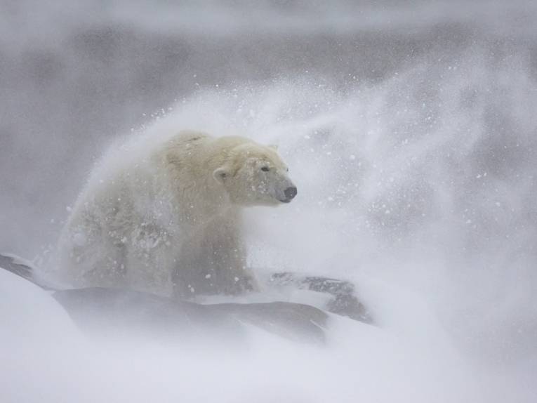 Zu sehen ist das Foto eines Eisbären, fotografiert von Daniel Valverde Fernandez