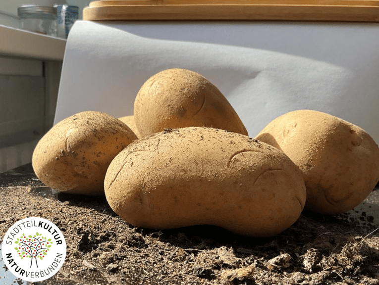5 Kartoffeln auf einem mit Erde bedeckten Tisch.