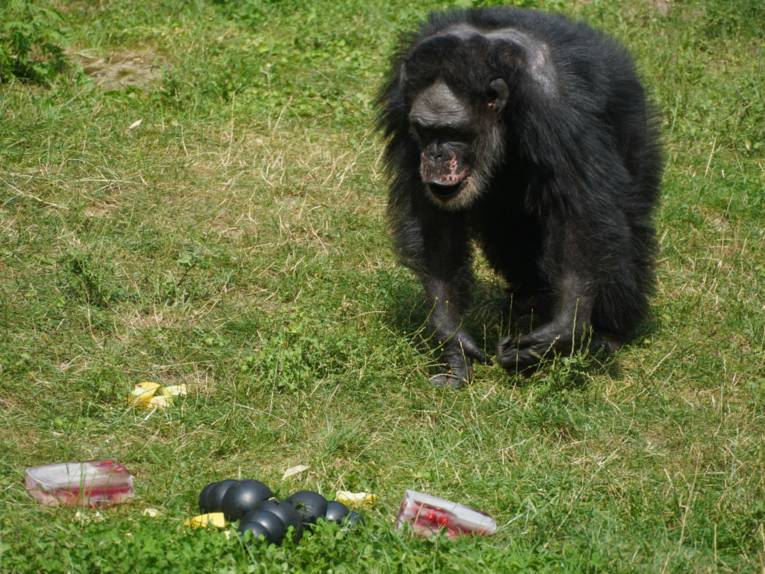 Schimpanse im Zoo mit Spielzeug und Sorbet vor sich.