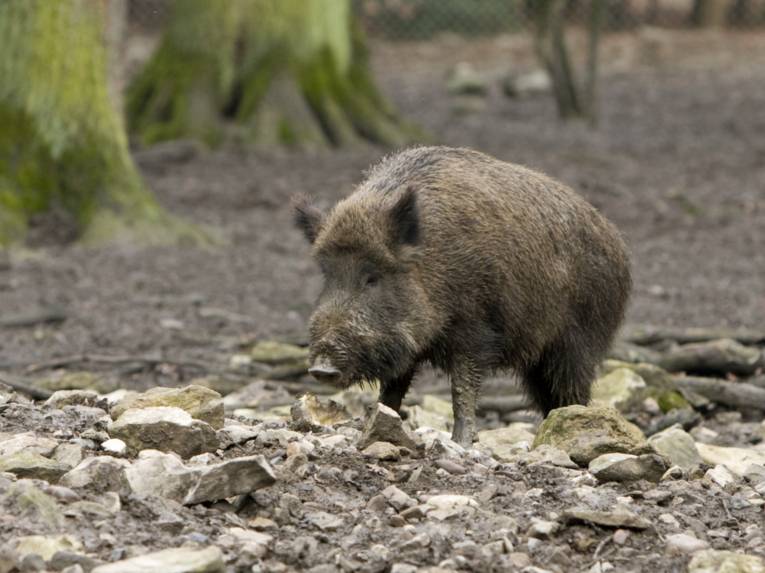 Wildschwein im Wald.