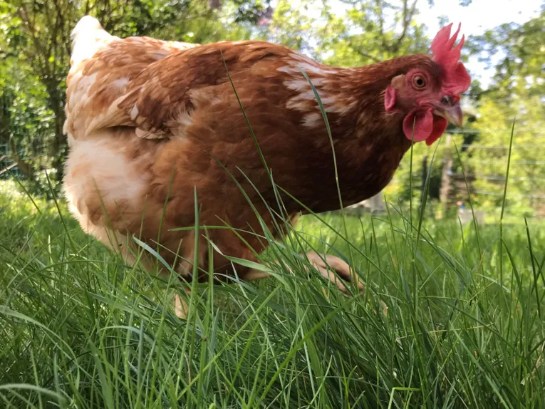 Ein Huhn im Graus.