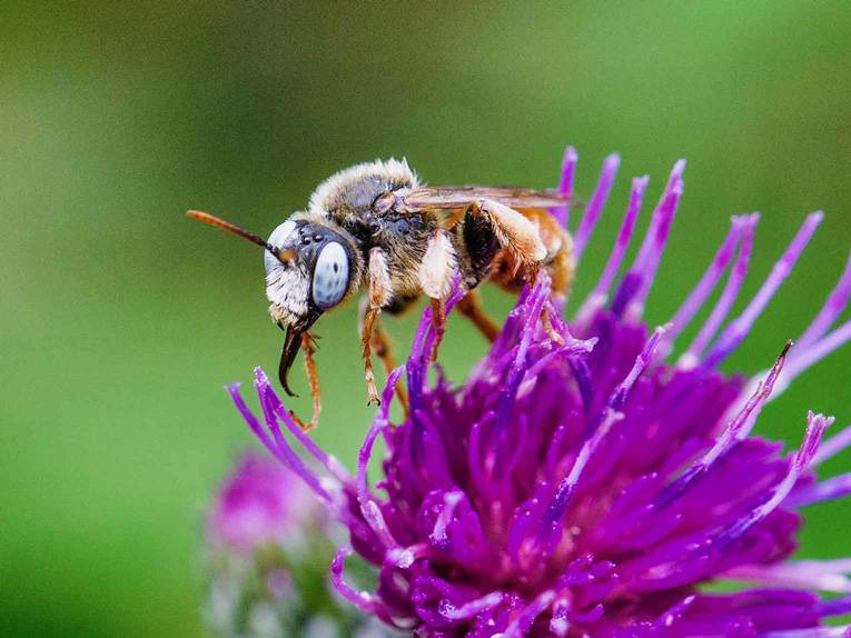 Eine Schmuckbiene auf einer Blüte