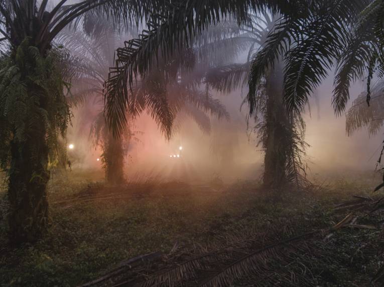 Scheinwerfer in einer Palmöplantage