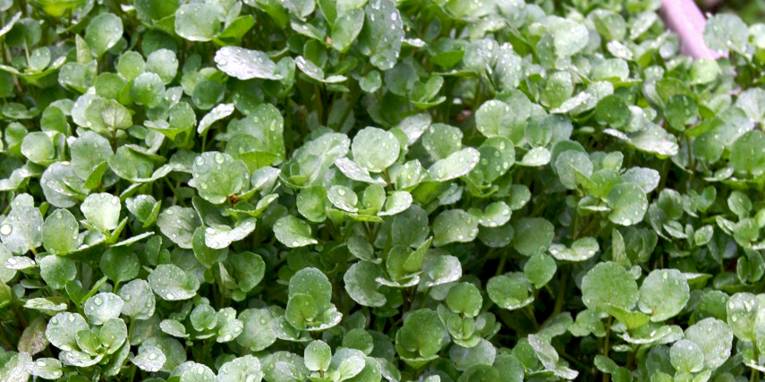 Frische Brunnenkresse wächst in einer Zucht.