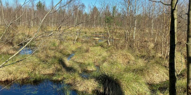 Wollgras w&auml;chst auf einer nassen Moorfl&auml;che, kleine wei&szlig;e Bl&uuml;ten sind leicht zu erkennen.