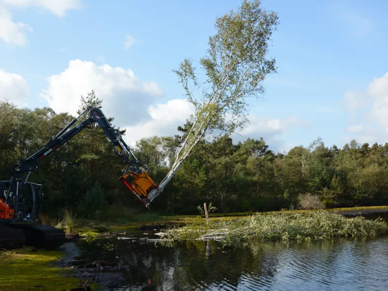 Bäume werden ins Wasser gelegt