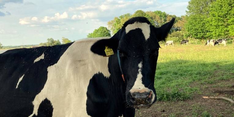 Kuh auf der Weide eines Milchhofs schaut in die Kamera, im Hintergrund sind Kuhfladen auf dem Boden, weitere Kühe grasen im Sonnenlicht.