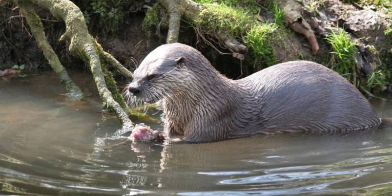 Ein Fischotter h&auml;lt eine Muschel in den Vorderpfoten, das Tier ist nur zur H&auml;lfte im Wasser eines flachen Uferbereichs.