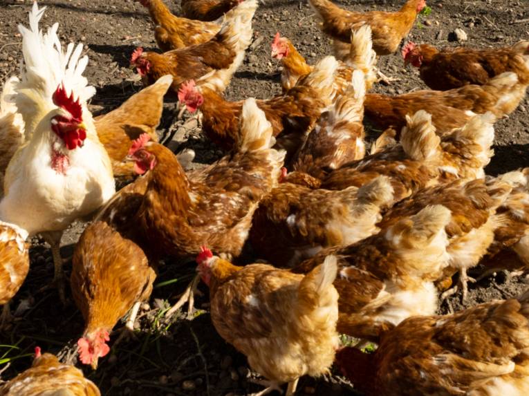 Braune Hühner und ein weißer Hahn