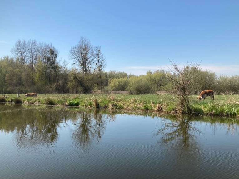 Der Blick geht &uuml;ber das Wasser, am Ufer grasen Rinder auf einer Weide.