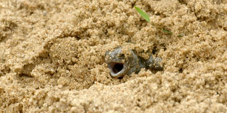 Eine frisch geschlüpfte Schildkröte gräbt sich aus dem Sand ans Tageslicht.
