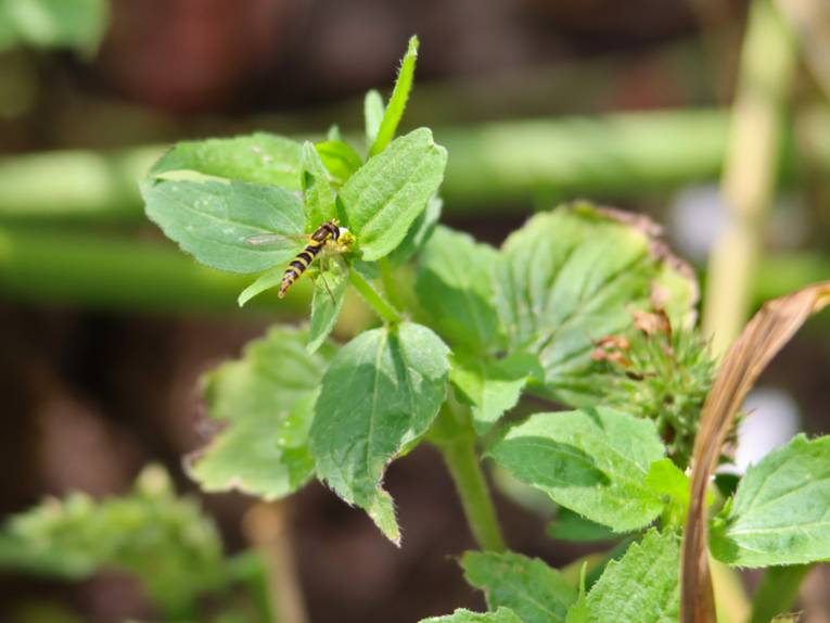 Ein gelbschwarzes Insekt (Schwebfliege) fliegt eine kleine Blüte an.