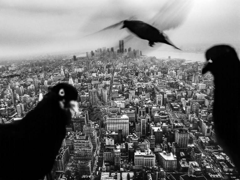 Zu sehen ist eine Fotografie von Tomasz Tomaszewski: Eine Draufsicht auf eine amerikanische Großstadt in schwarz-weiß, Tauben sind nah an der Kamera zu sehen.